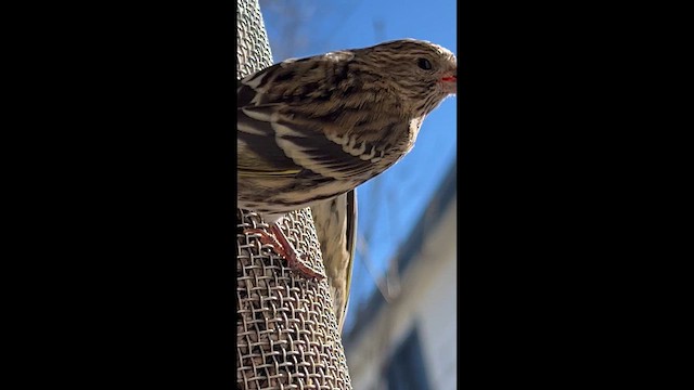 Çam İsketesi - ML646537708