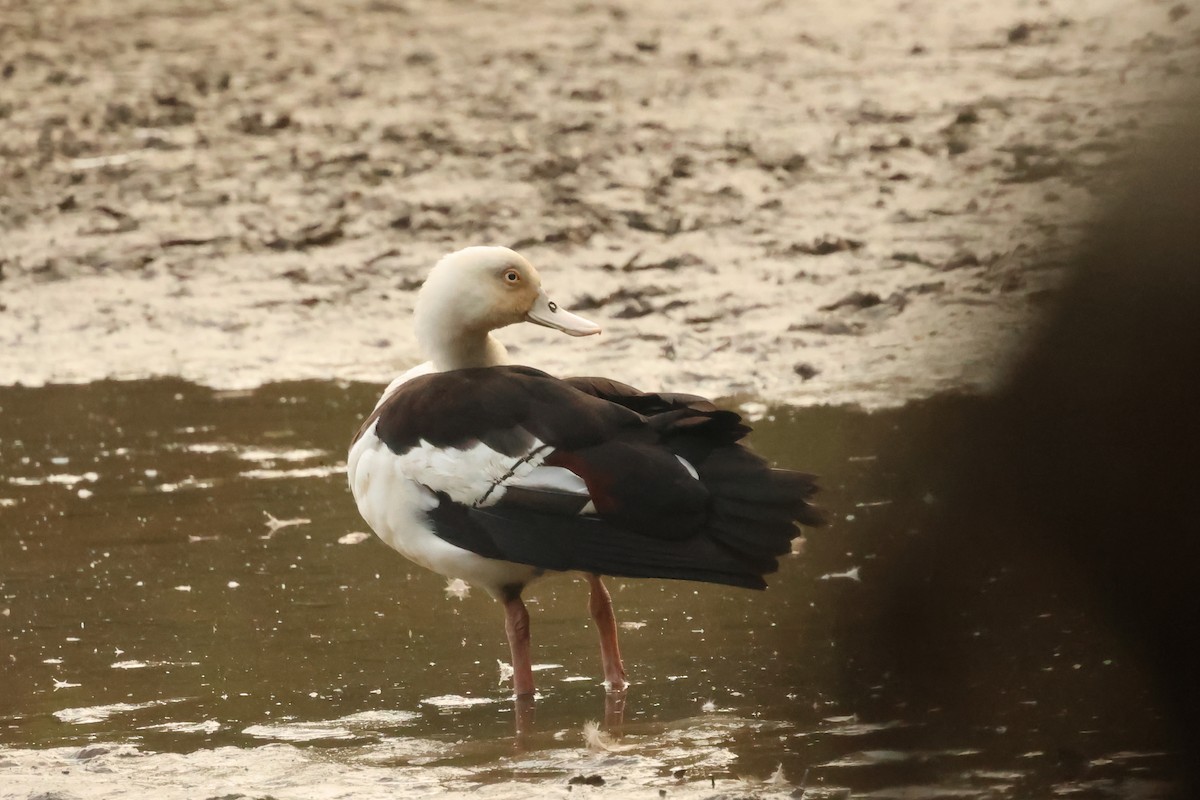 Radjah Shelduck - ML646537723