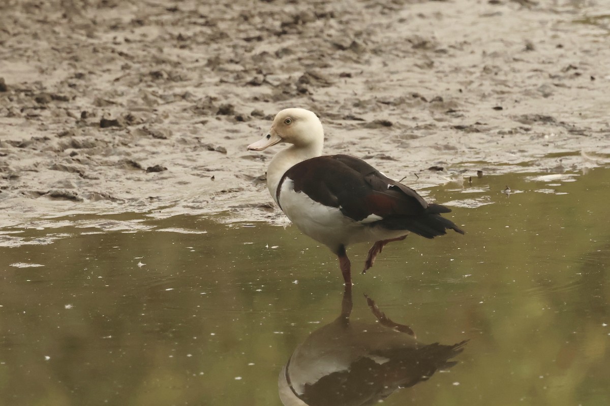 Radjah Shelduck - ML646537724