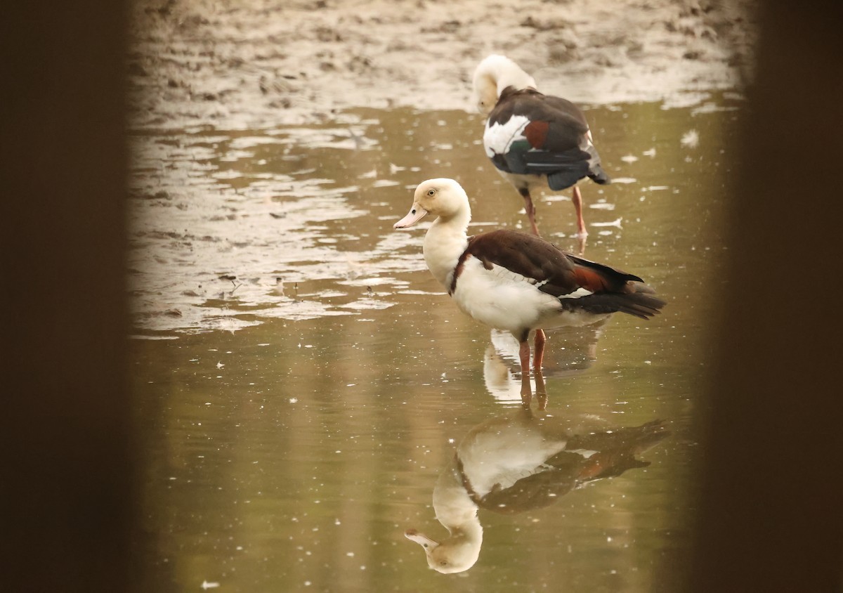 Radjah Shelduck - ML646537725