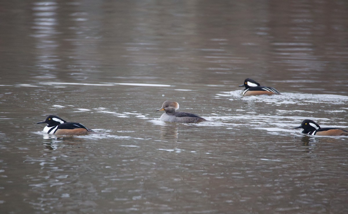 Hooded Merganser - ML646537726
