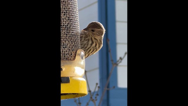 Çam İsketesi - ML646537727