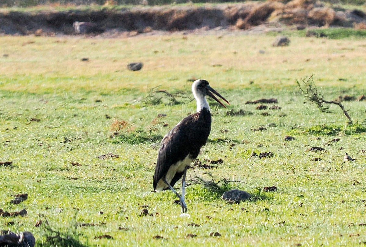 African Woolly-necked Stork - ML646537728