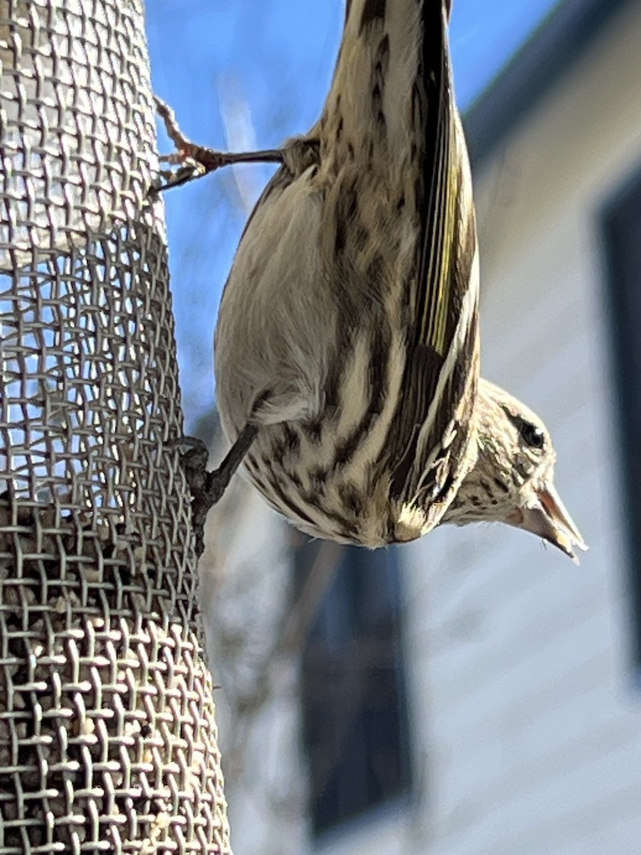 Pine Siskin - ML646537729