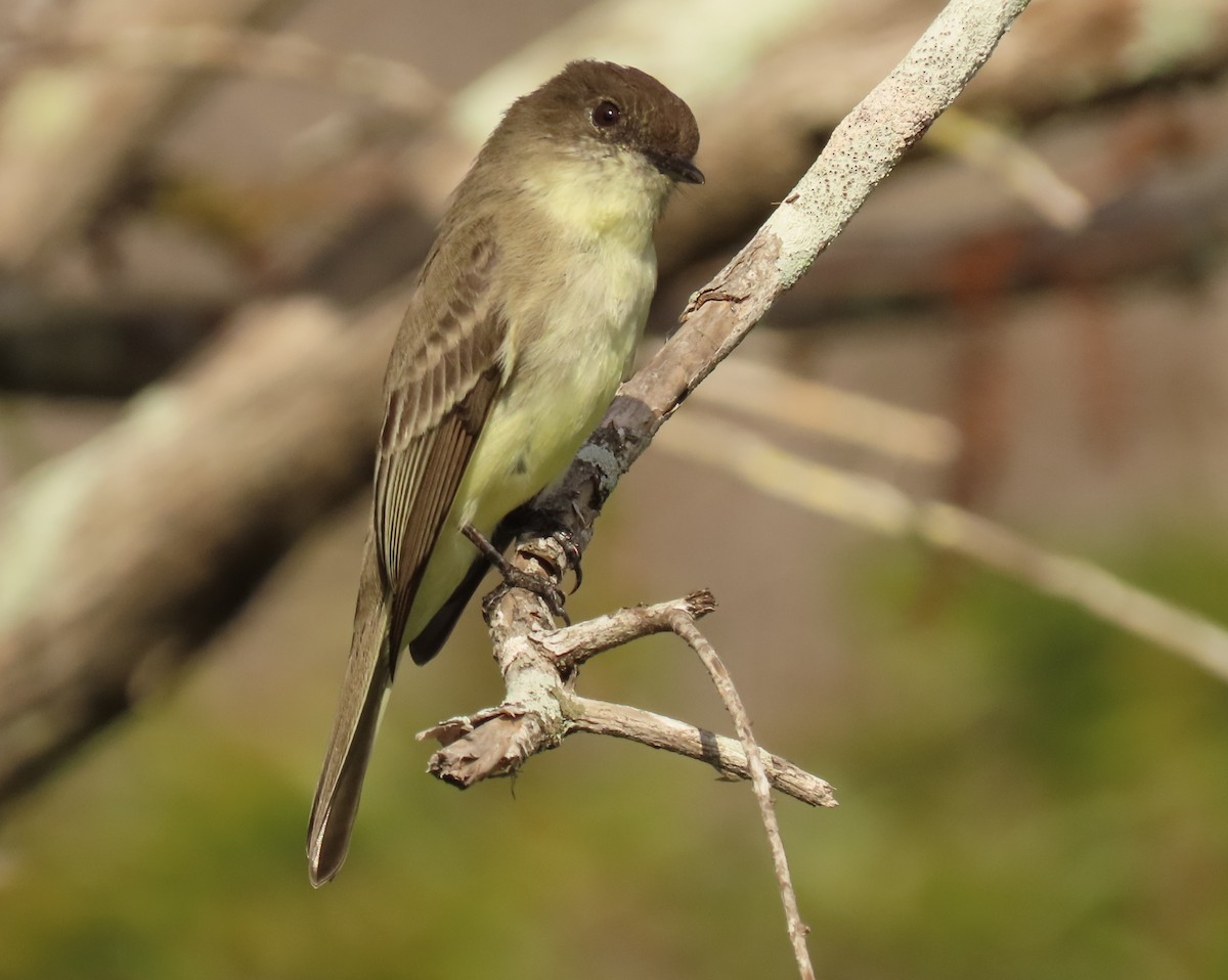 פיבי מזרחית - ML646537731