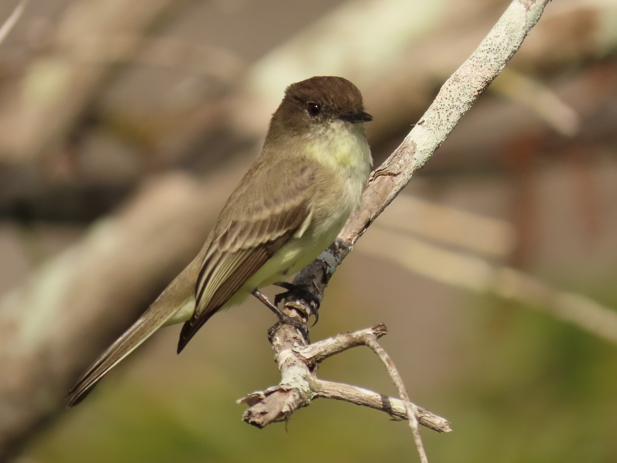 פיבי מזרחית - ML646537732