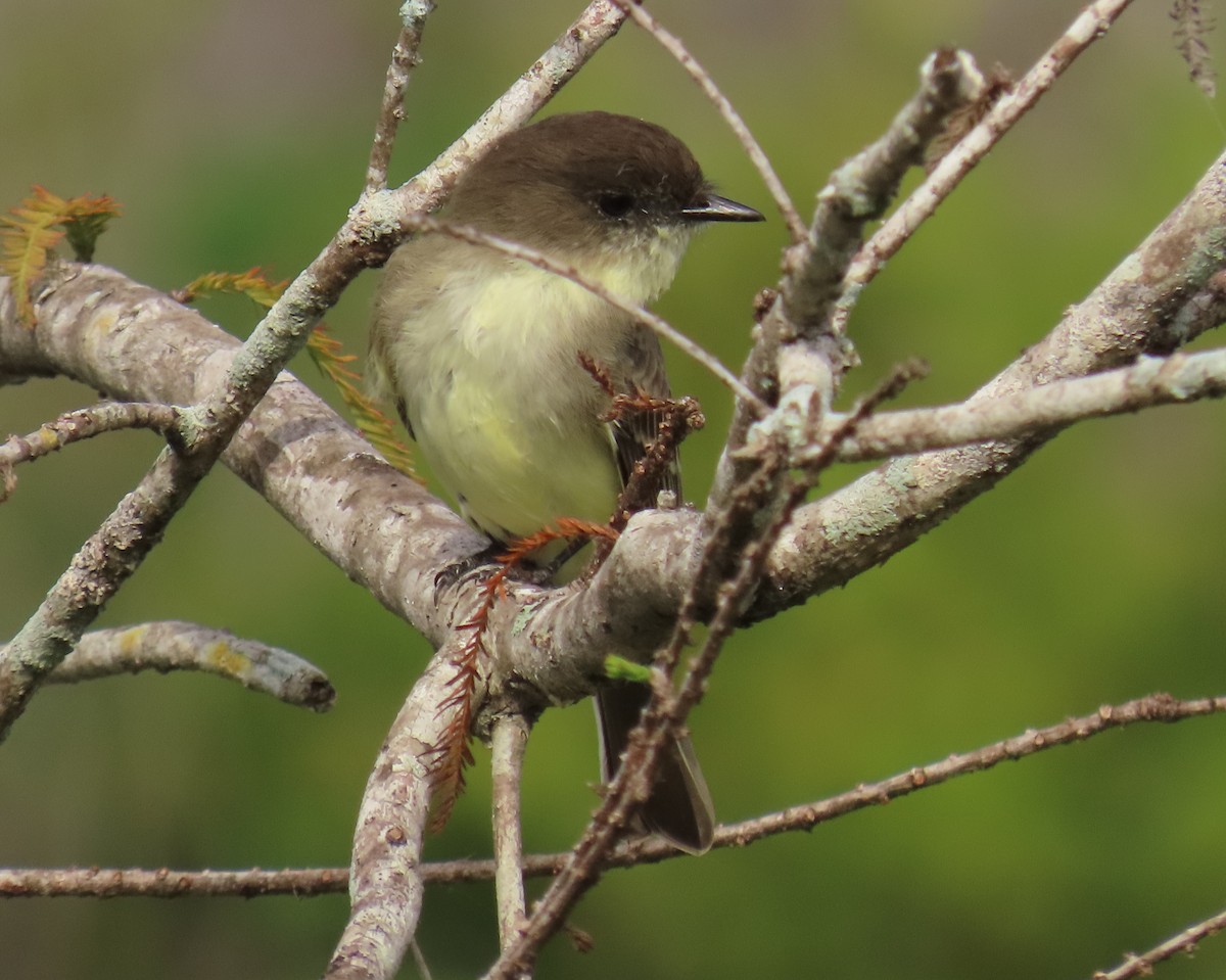 פיבי מזרחית - ML646537733