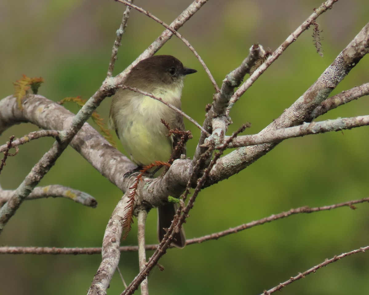 פיבי מזרחית - ML646537734
