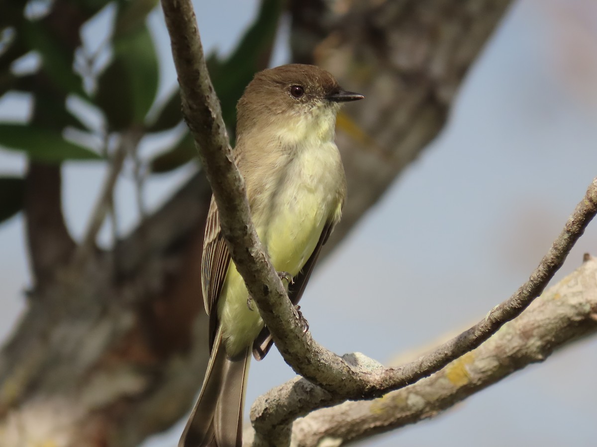 פיבי מזרחית - ML646537735