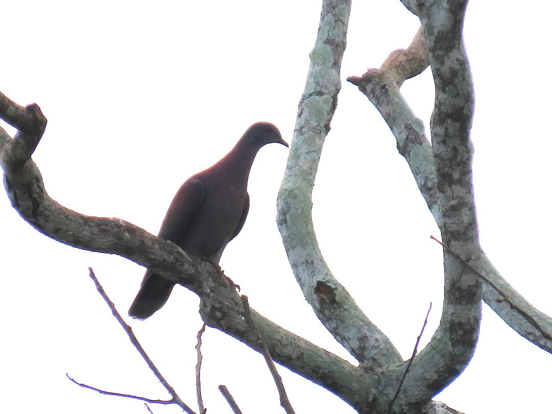 Pale-vented Pigeon - ML646537736