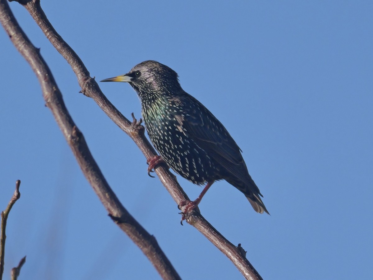 European Starling - ML646537737