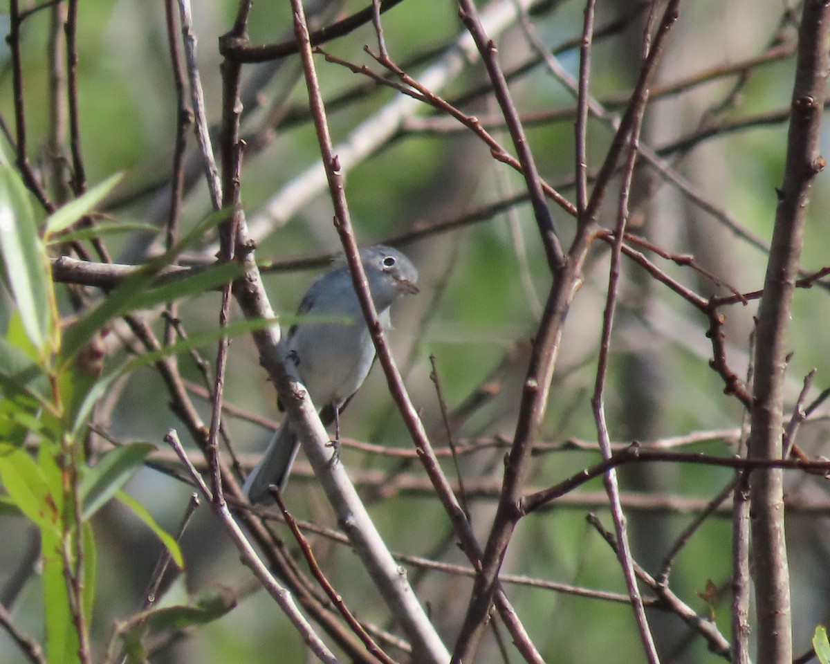 ברחשית כחלחלה - ML646537738