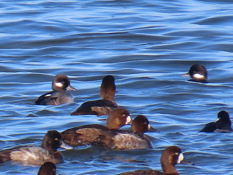 עבראש לבנוני - ML646537741