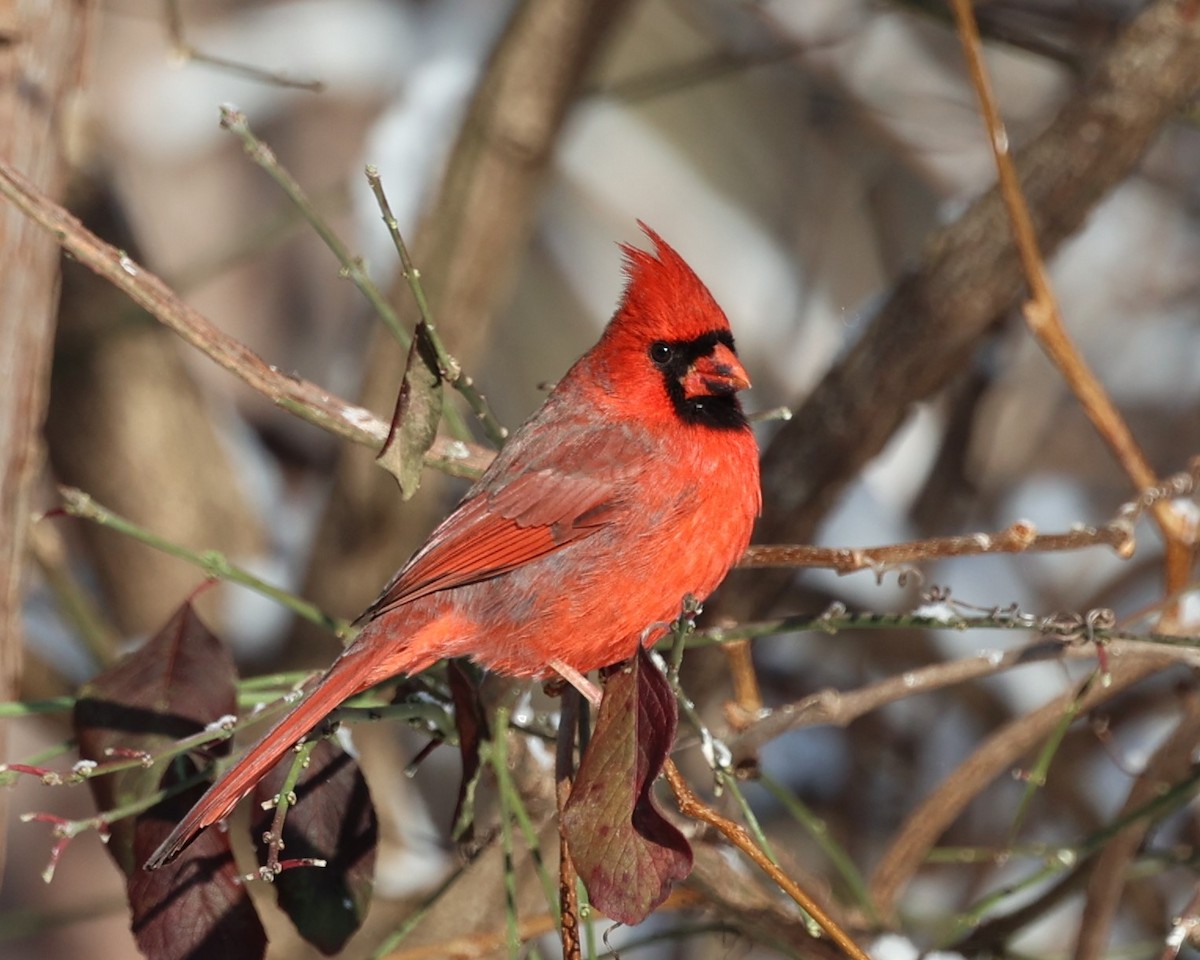 Northern Cardinal - ML646537743