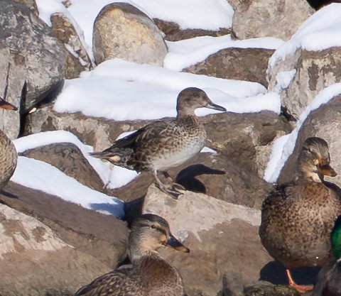 Green-winged Teal - ML646537745