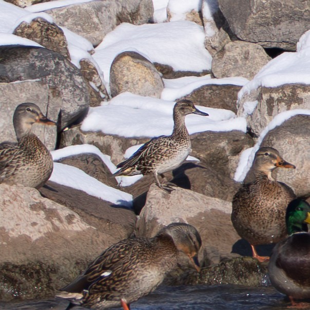 Green-winged Teal - ML646537746