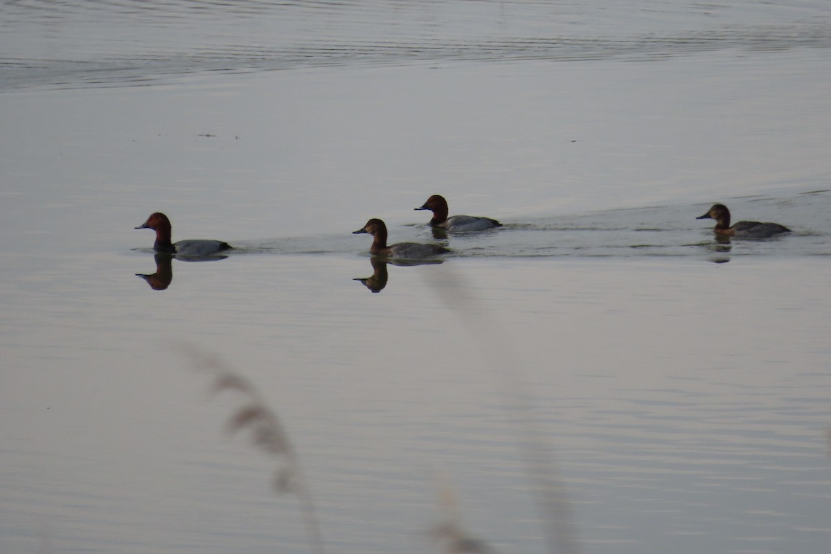Common Pochard - ML646537747