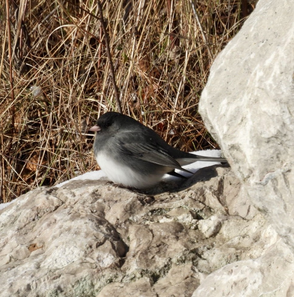 Kara Gözlü Junko - ML646537748