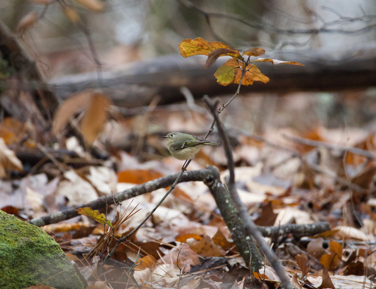 Ruby-crowned Kinglet - ML646537751