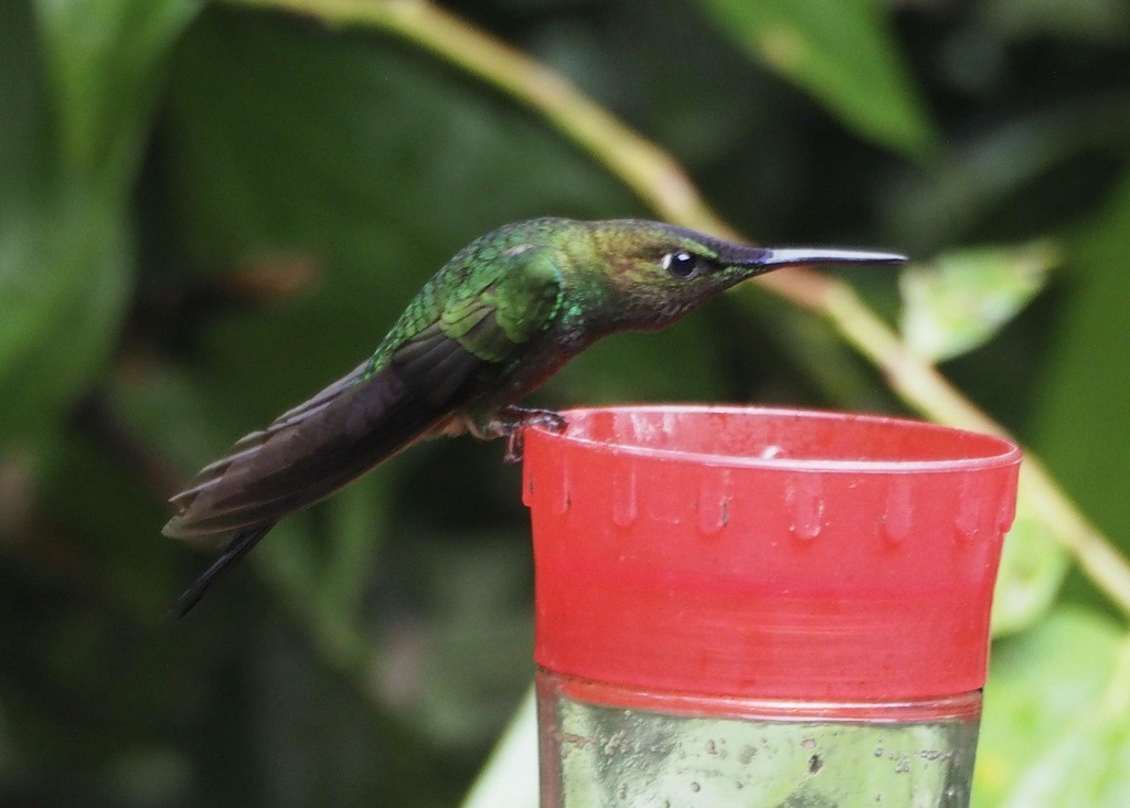 Violet-fronted Brilliant - ML646537752