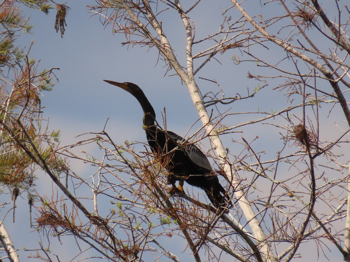 נחשון אמריקני - ML646537755