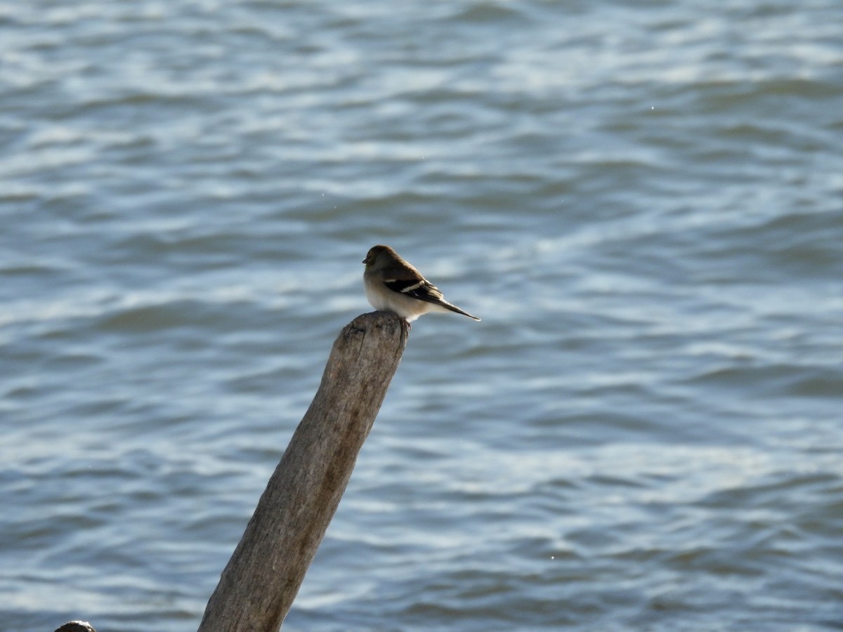 Altın İskete - ML646537759