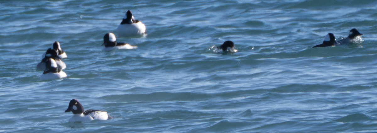 Bufflehead - ML646537767