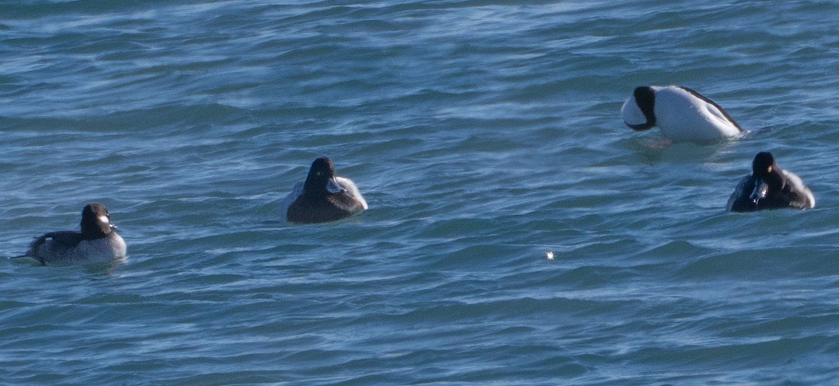 Bufflehead - ML646537768