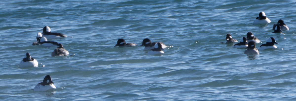 Bufflehead - ML646537769