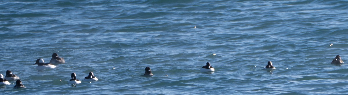 Bufflehead - ML646537770