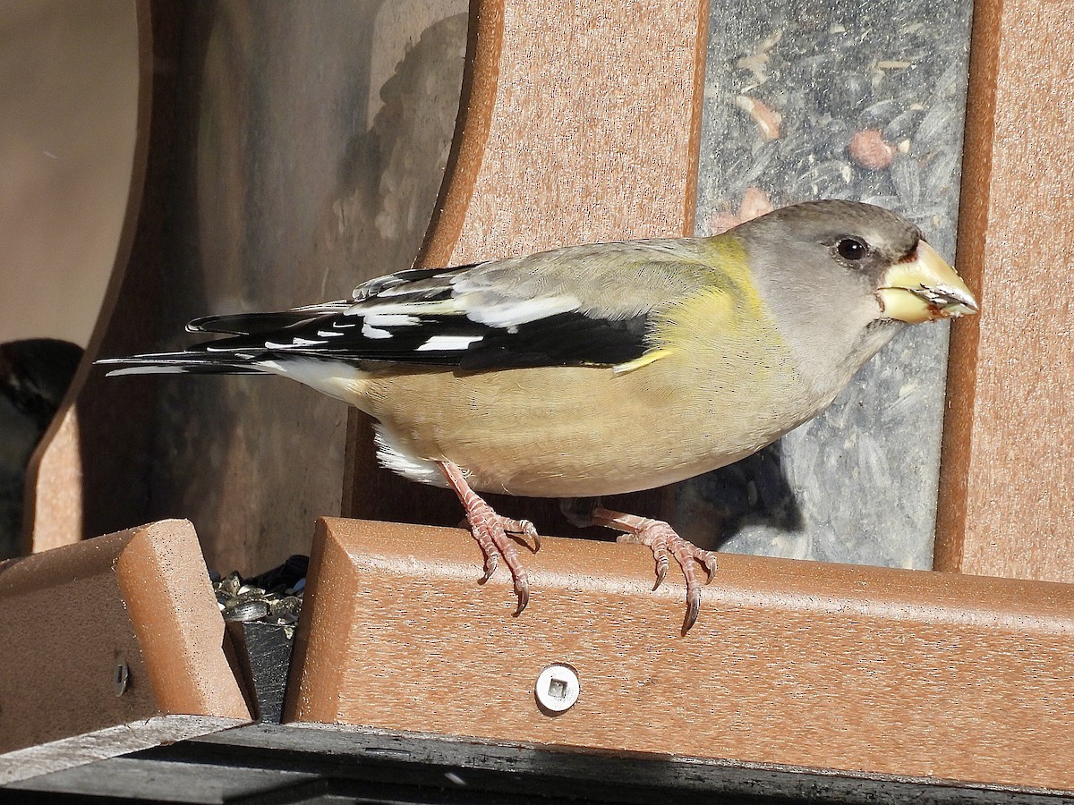 Кіпаль жовтобровий - ML646537771