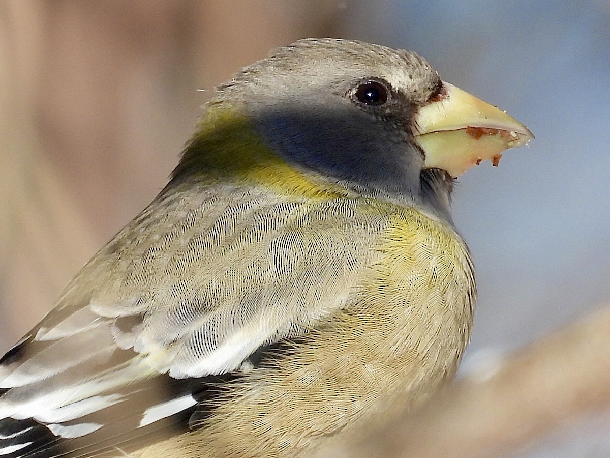Кіпаль жовтобровий - ML646537772