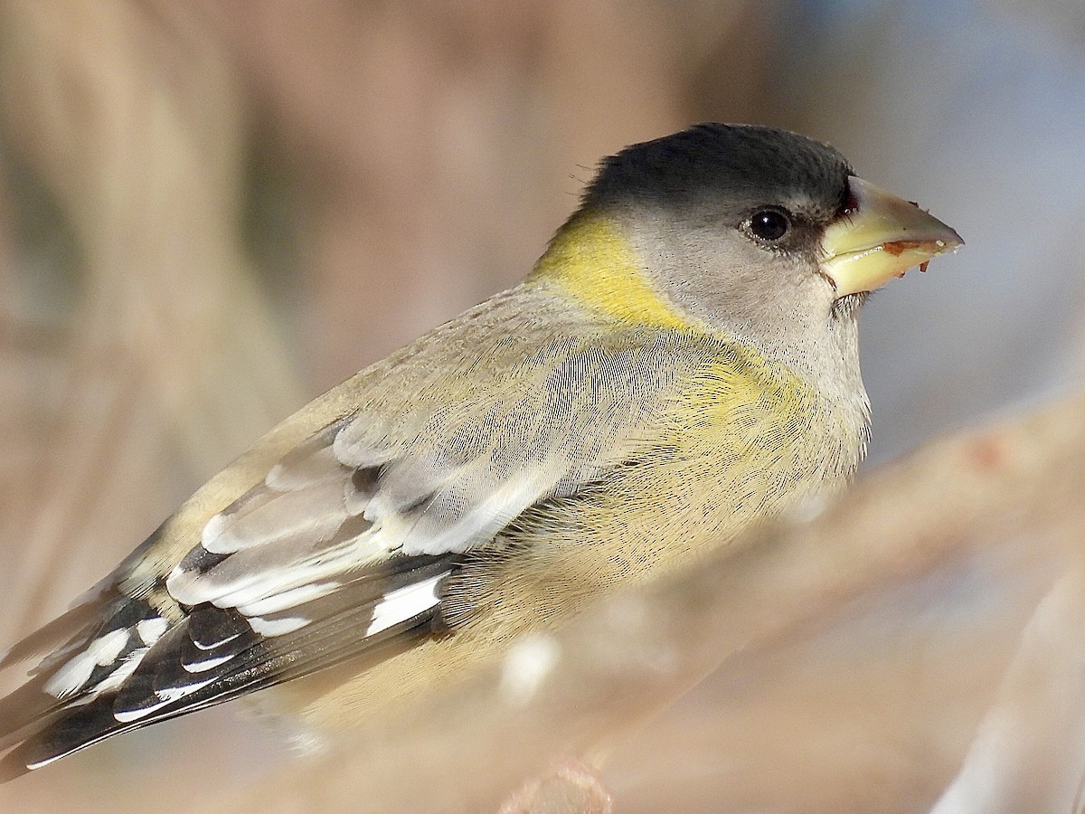 Кіпаль жовтобровий - ML646537773