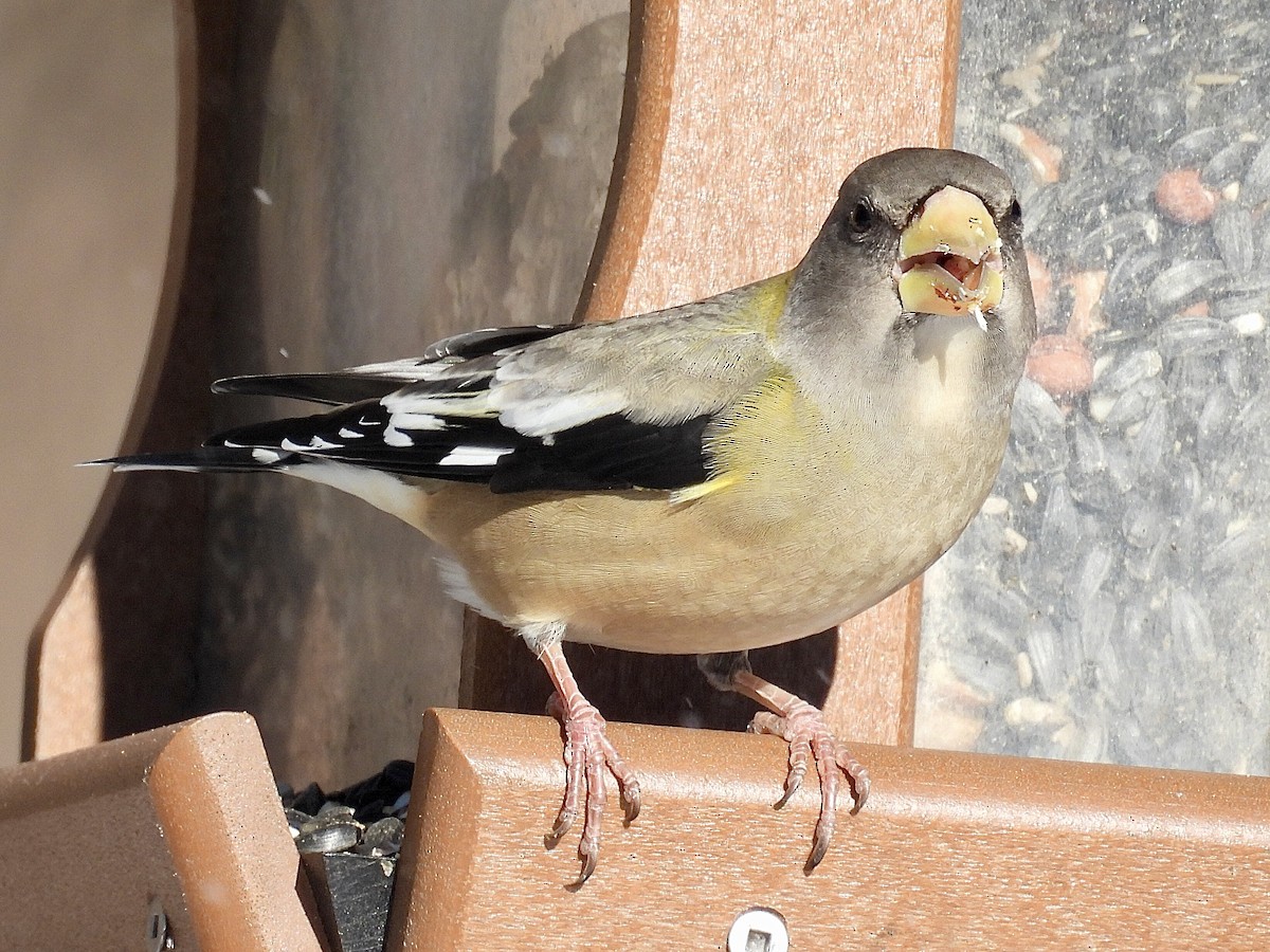 Кіпаль жовтобровий - ML646537774