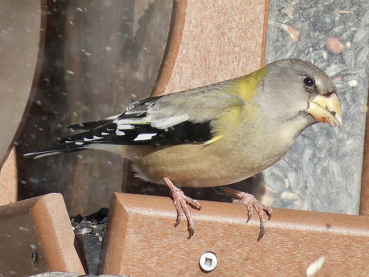 Кіпаль жовтобровий - ML646537775