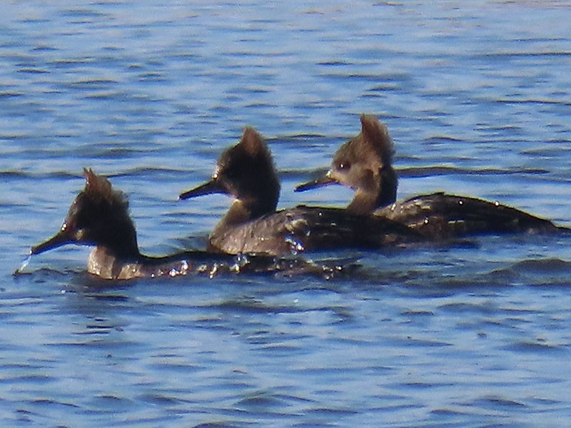 מרגון מקושט - ML646537777