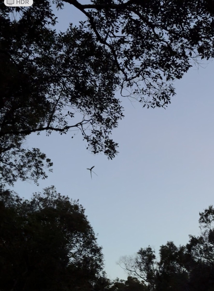 ナンベイオナガヨタカ - ML646537780