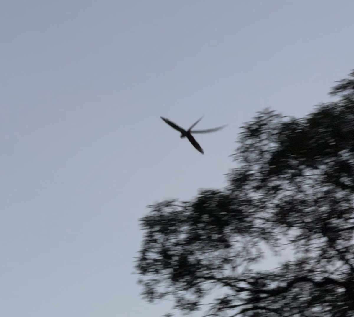 ナンベイオナガヨタカ - ML646537781