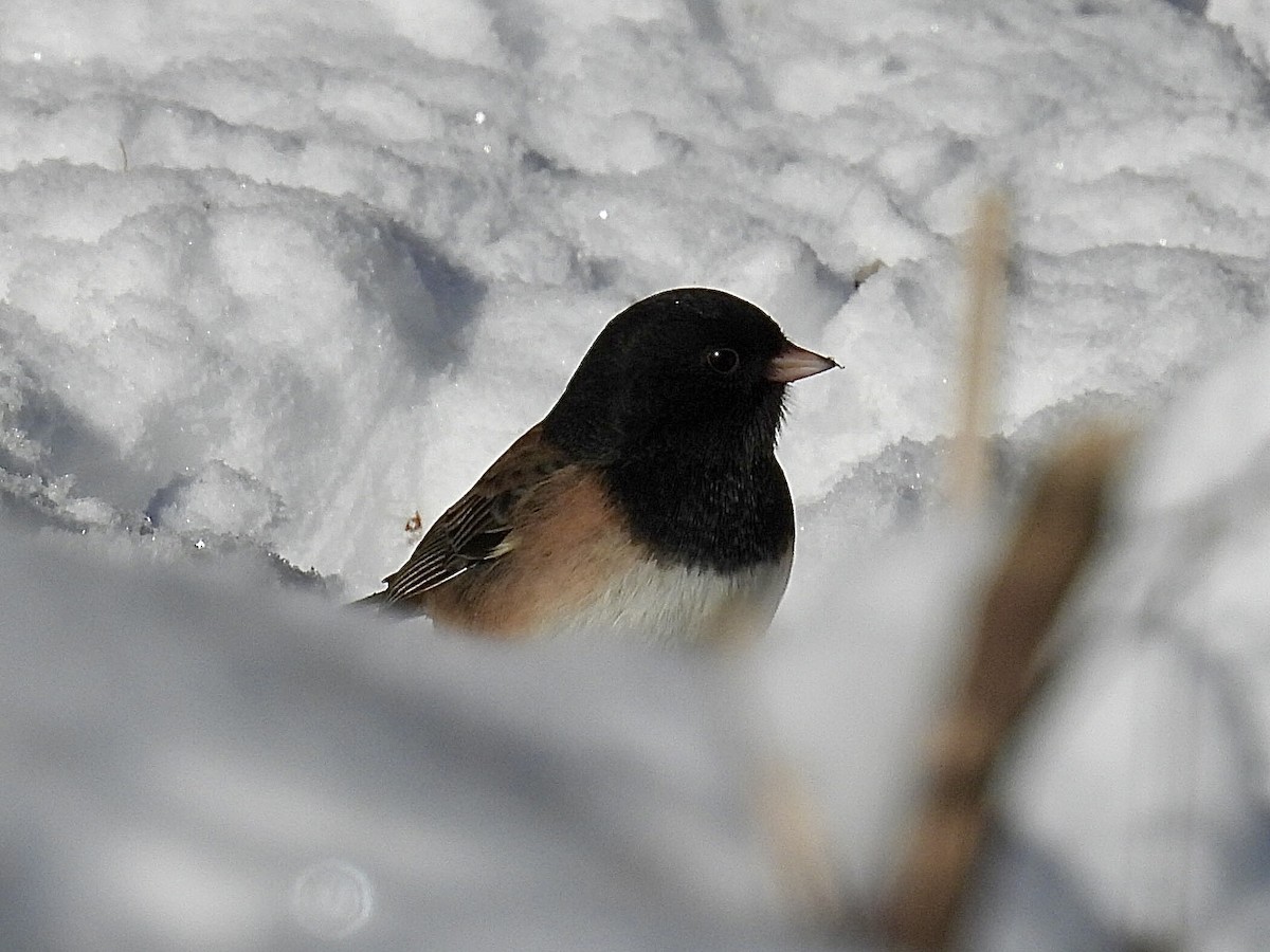 Юнко сірий - ML646537782