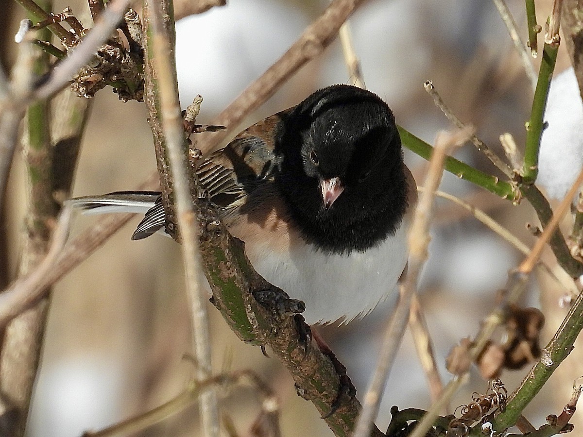 Юнко сірий - ML646537783