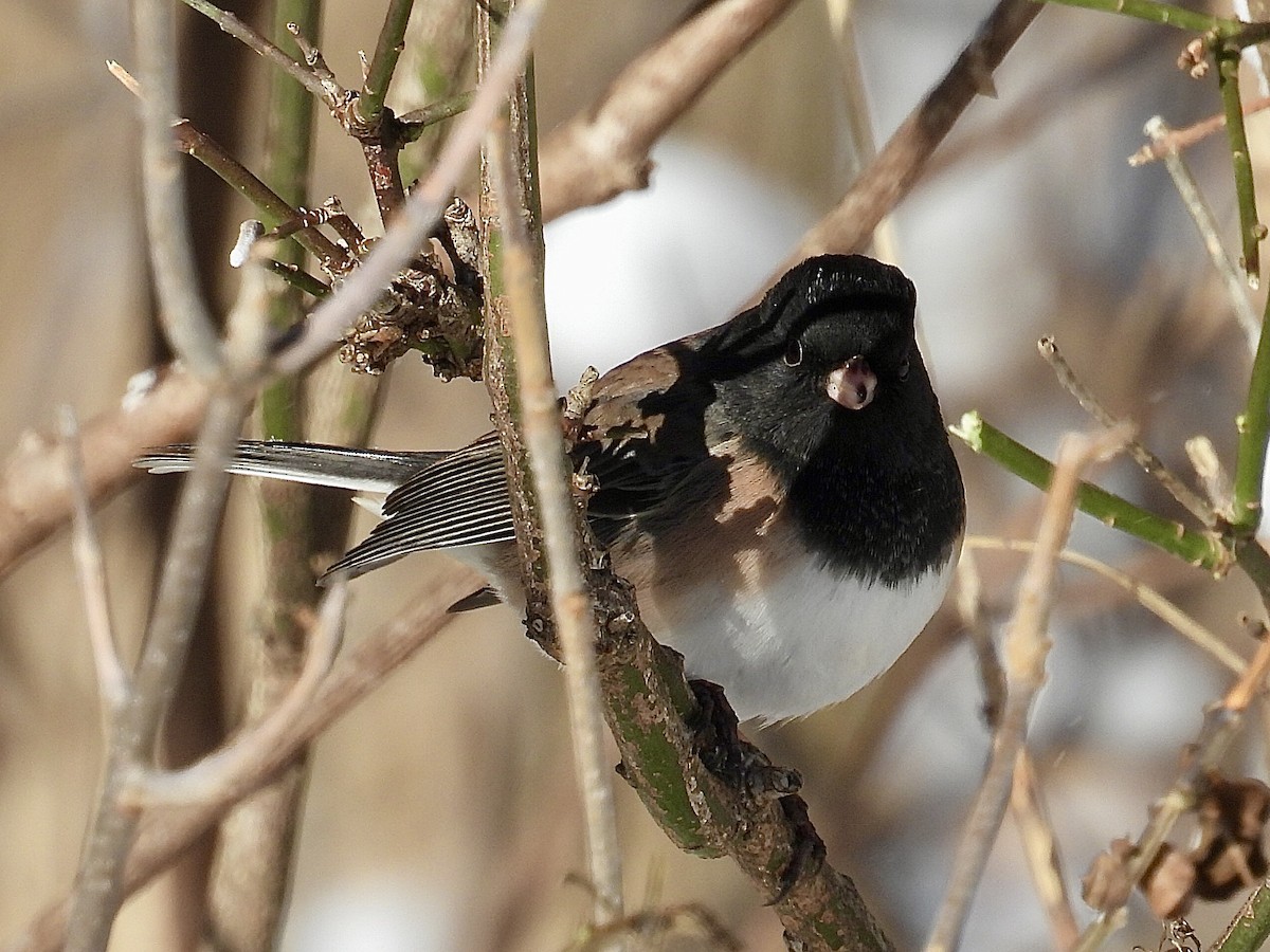 Юнко сірий - ML646537784