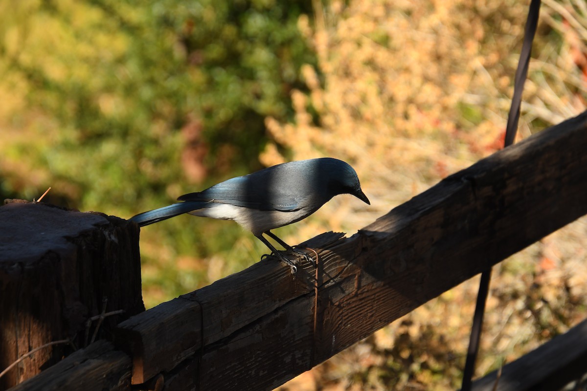 メキシコカケス - ML646537786