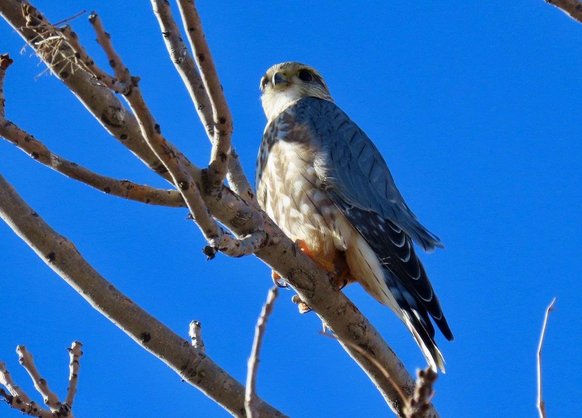 Merlin (Prairie) - ML646537787