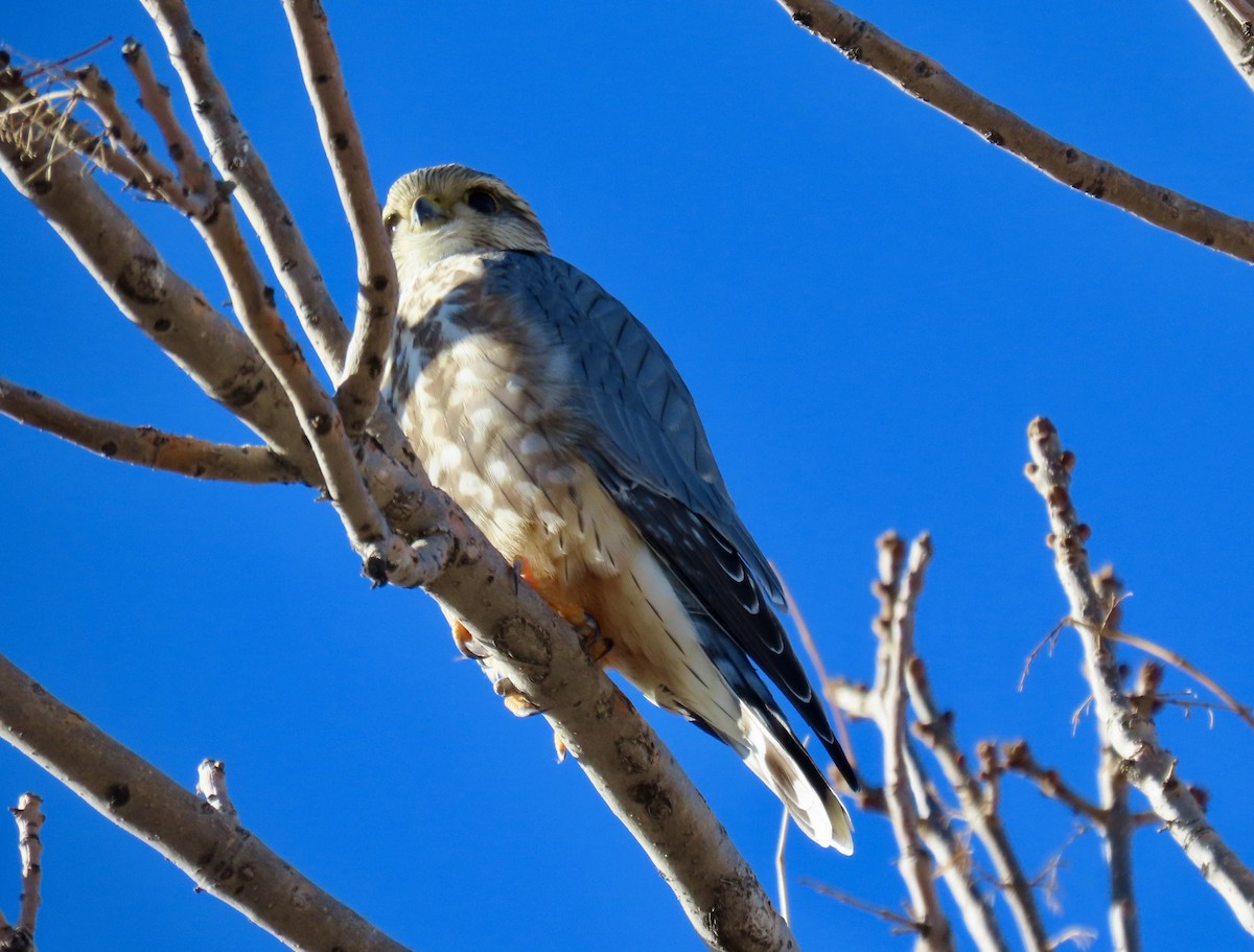 Merlin (Prairie) - ML646537788