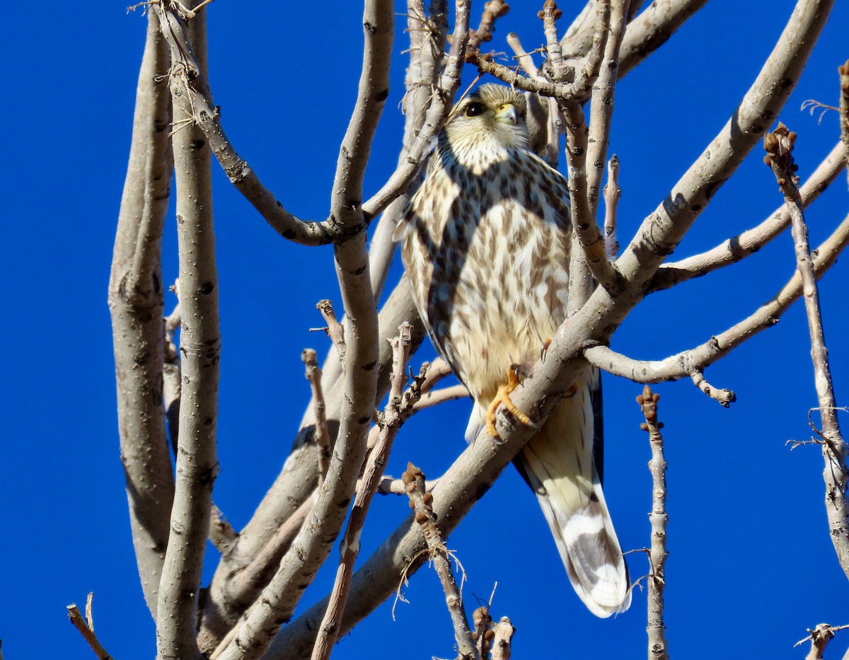 Merlin (Prairie) - ML646537789