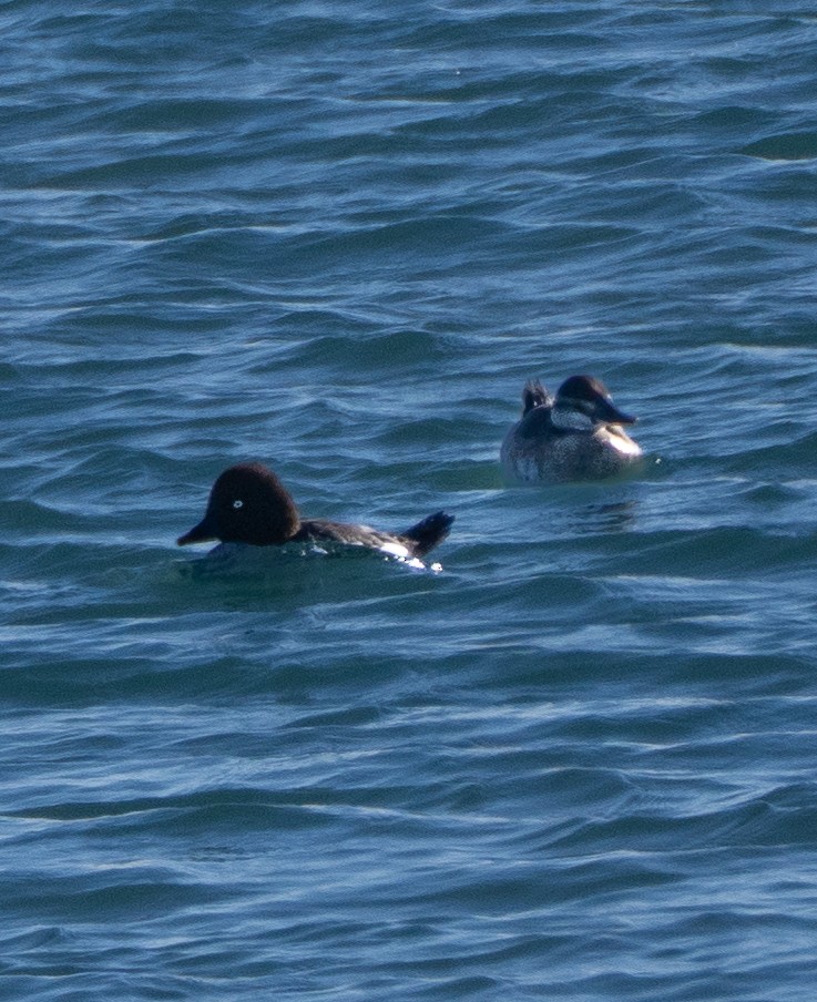 Common Goldeneye - ML646537792