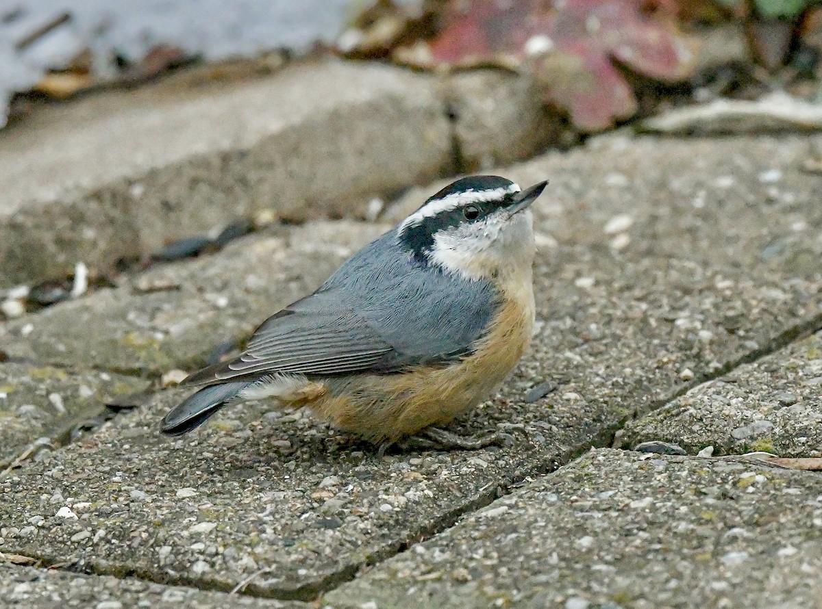 ムネアカゴジュウカラ - ML646537795