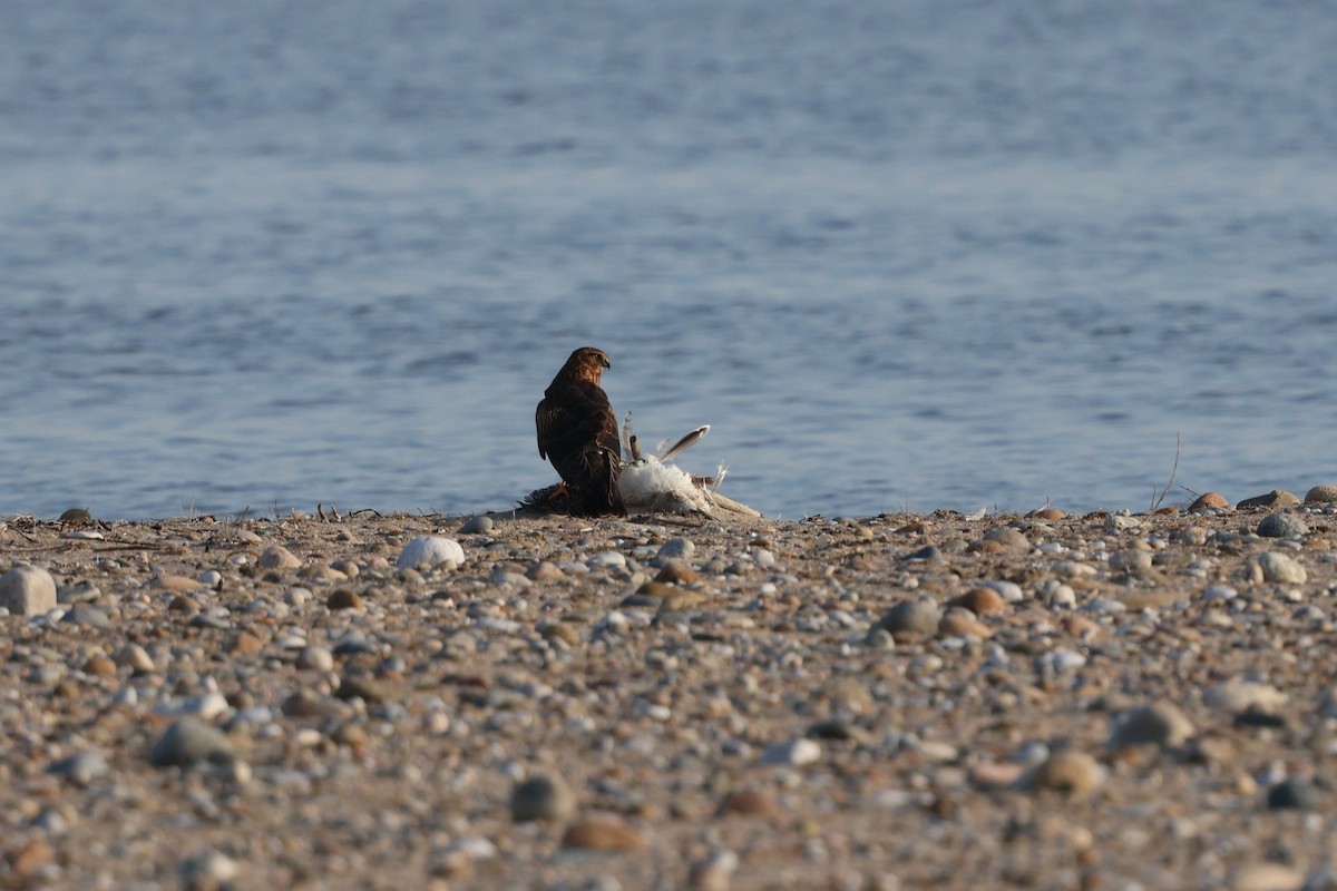 Northern Harrier - ML646537799