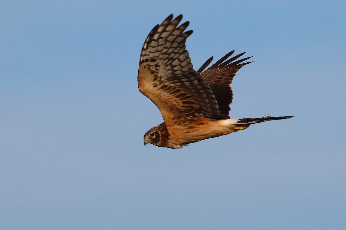 Northern Harrier - ML646537801