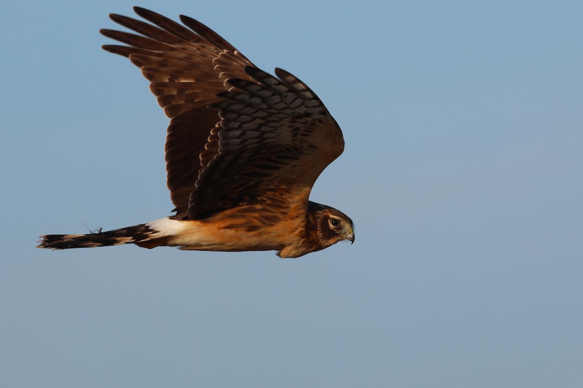 Northern Harrier - ML646537802